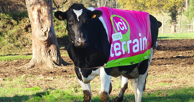 Vache connectée et habillée Ici mon terrain
