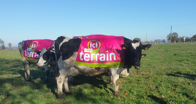 Les vaches connectées !