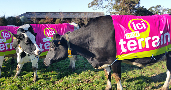 Les vaches connectées !