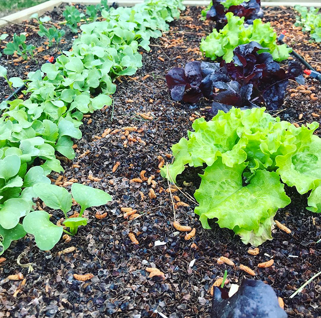 Potager Kadouarn